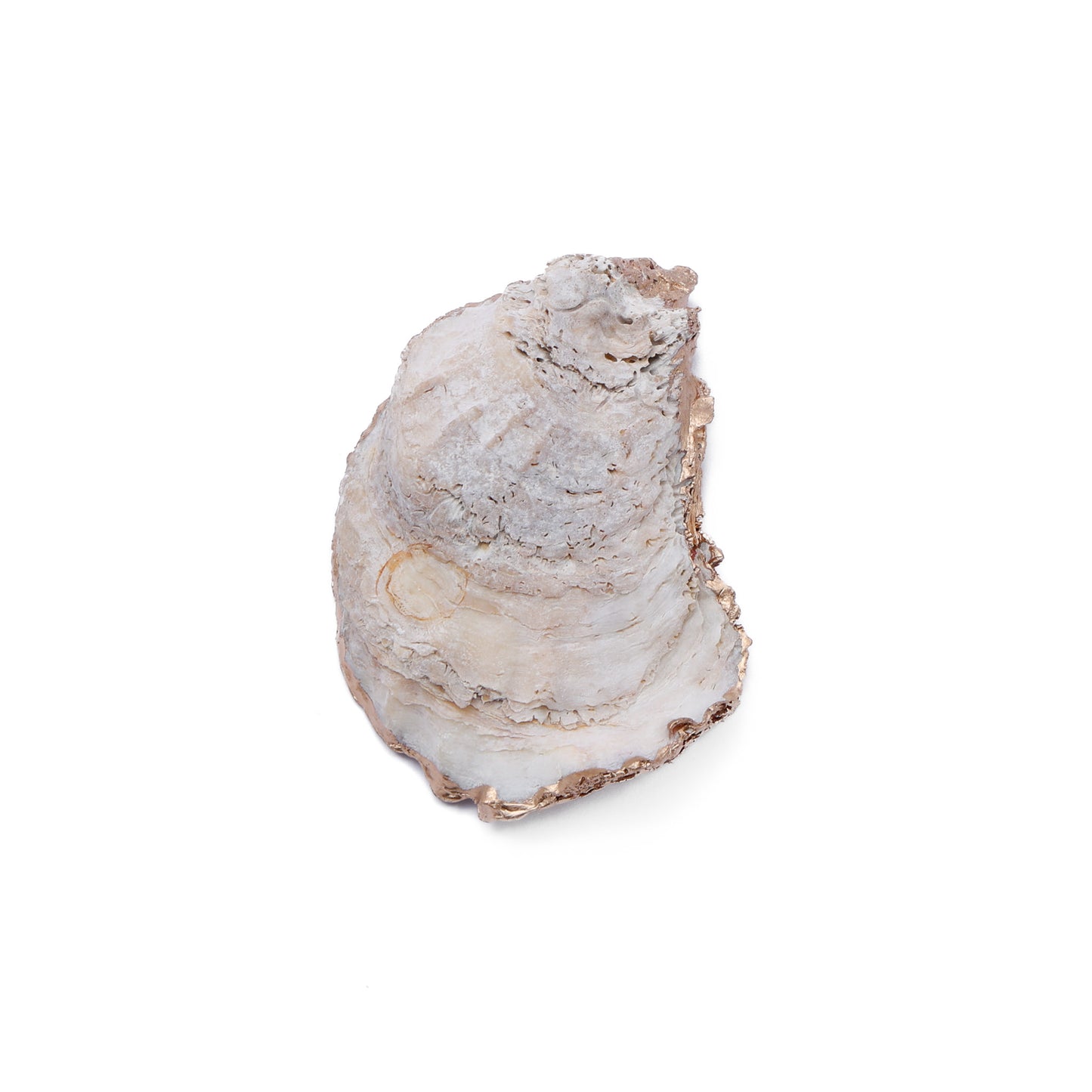 Oyster Trinket Dish - Alison Brooke Designs